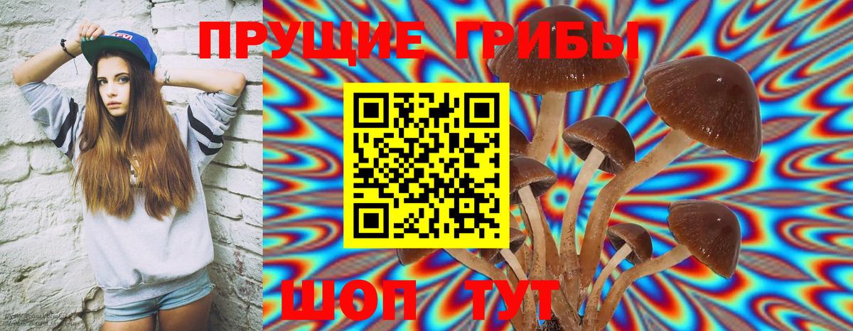 как найти   Кингисепп  Псилоцибиновые грибы Cubensis 